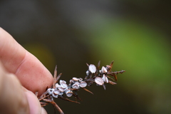 Taxodiomyia cupressi