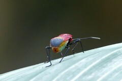 Dindymus sanguineus