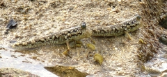 Periophthalmus