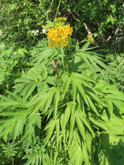 Jacobaea cannabifolia
