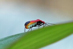 Dindymus sanguineus