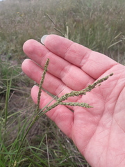 Paspalum plicatulum