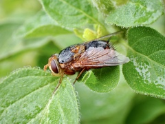 Microtropesa