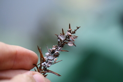 Taxodiomyia cupressi