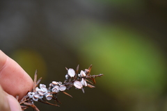 Taxodiomyia cupressi