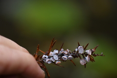 Taxodiomyia cupressi