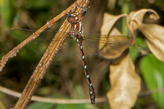 Austroaeschna pulchra