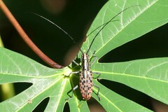 Macrochenus isabellinus