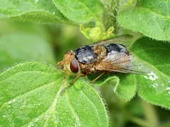 Microtropesa