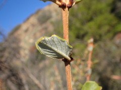 Ceanothus crassifolius