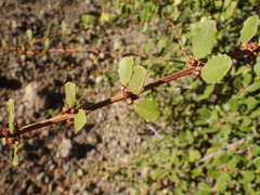 Ceanothus crassifolius