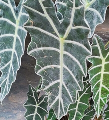 Fittonia albivenis