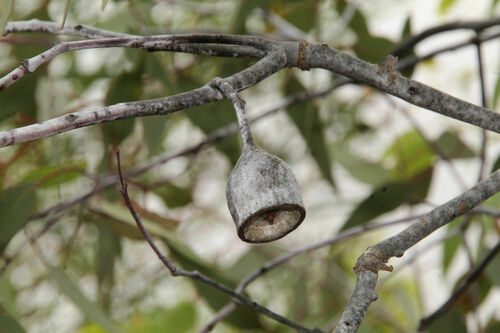 Eucalyptus caesia