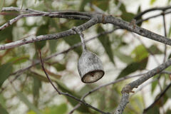 Eucalyptus caesia caesia