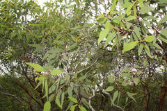 Eucalyptus caesia caesia