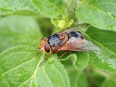 Microtropesa