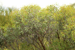 Eucalyptus caesia caesia
