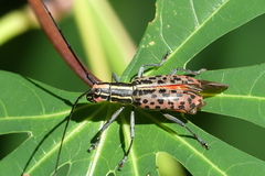 Macrochenus isabellinus