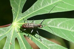 Macrochenus isabellinus