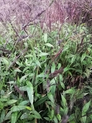 Oplismenus compositus