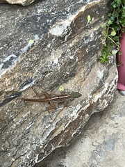 Anolis wattsii