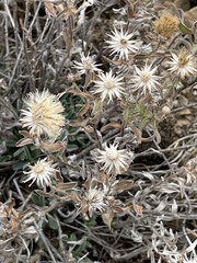 Brickellia oblongifolia