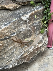 Anolis wattsii