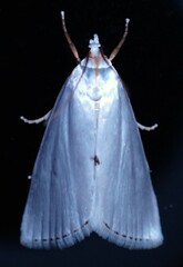 Urola nivalis