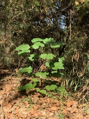 Vernicia fordii