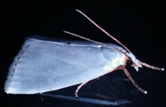 Urola nivalis