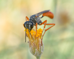 Podalonia argentipilis