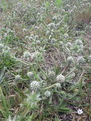 Eryngium nudicaule