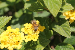 Apis mellifera
