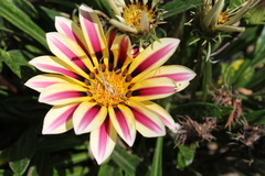Gazania