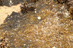 Eccremidium pulchellum