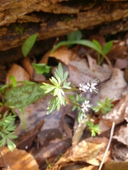 Erigenia bulbosa