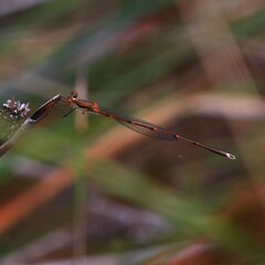 Austrolestes analis