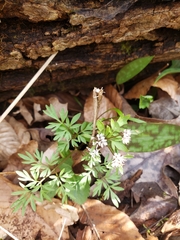 Erigenia bulbosa