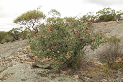 Image of Kunzea pulchella by (c) Em Lamond, some rights reserved (CC BY)