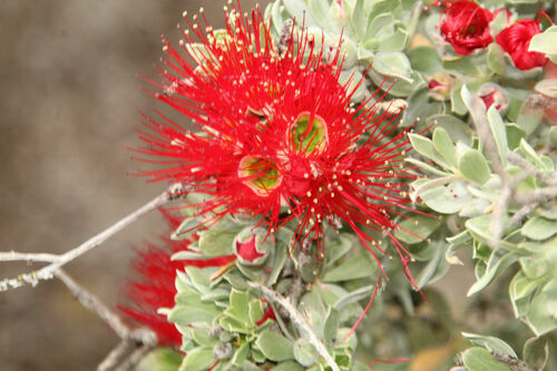 Image of Kunzea pulchella by (c) Em Lamond, some rights reserved (CC BY)
