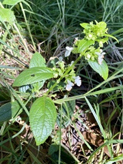 Phyllostegia brevidens