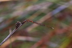 Austrolestes analis