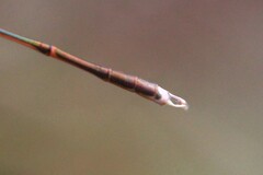 Austrolestes analis