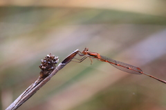 Austrolestes analis