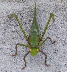 Steirodon