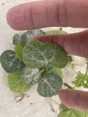 Aristolochia tomentosa