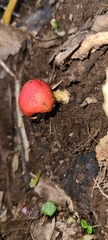 Leratiomyces erythrocephalus