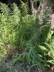 Dryopteris ludoviciana
