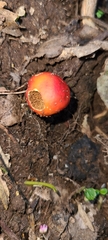 Leratiomyces erythrocephalus