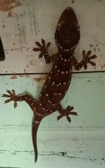 Gekko albomaculatus